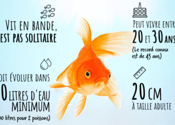 Est-ce que les poissons dorment ?