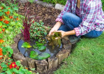 Est-ce que les poissons mangent du riz ?