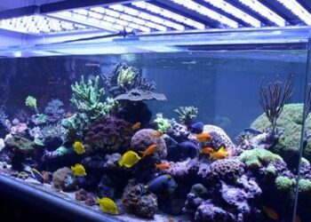 Est-ce que les poissons ont besoin de lumière ?