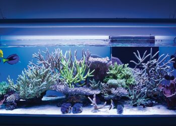 Est-ce que les poissons ont besoin de lumière ?