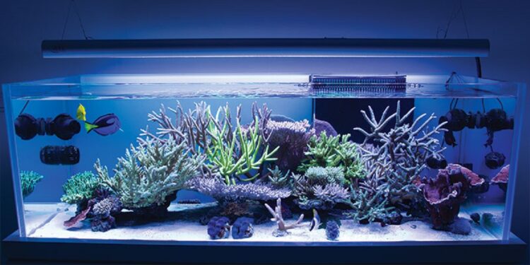 Est-ce que les poissons ont besoin de lumière ?