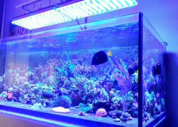 Est-ce que les poissons ont besoin de lumière ?