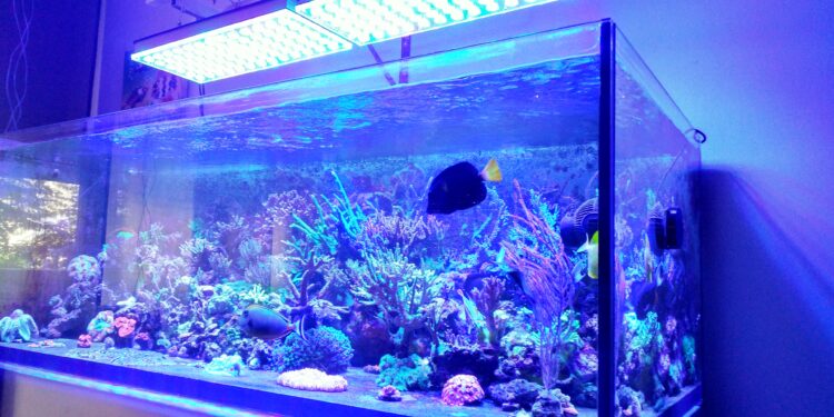 Est-ce que les poissons ont besoin de lumière ?