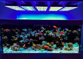 Est-ce que les poissons ont besoin de lumière ?