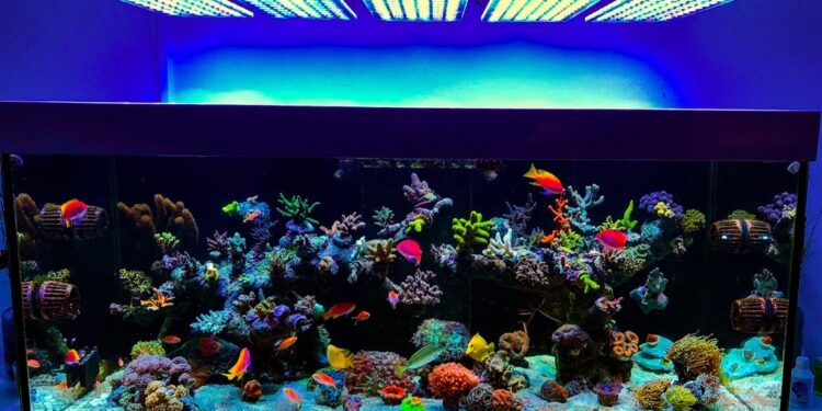 Est-ce que les poissons ont besoin de lumière ?