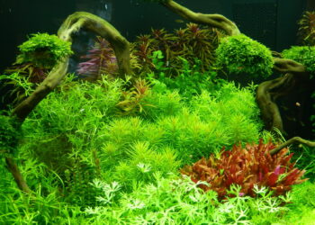 Est-ce que les poissons ont besoin de lumière ?