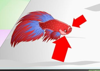 Est-ce que les poissons ont des sentiments ?