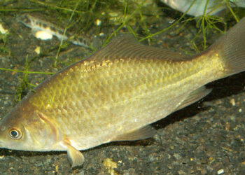 Est-ce que les poissons peuvent rester dans le noir ?