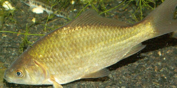 Est-ce que les poissons peuvent rester dans le noir ?