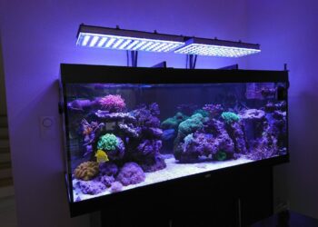 Est-ce que les poissons peuvent rester dans le noir ?