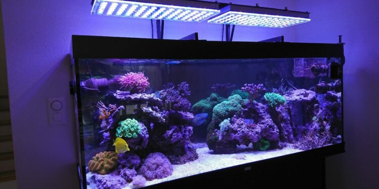 Est-ce que les poissons peuvent rester dans le noir ?