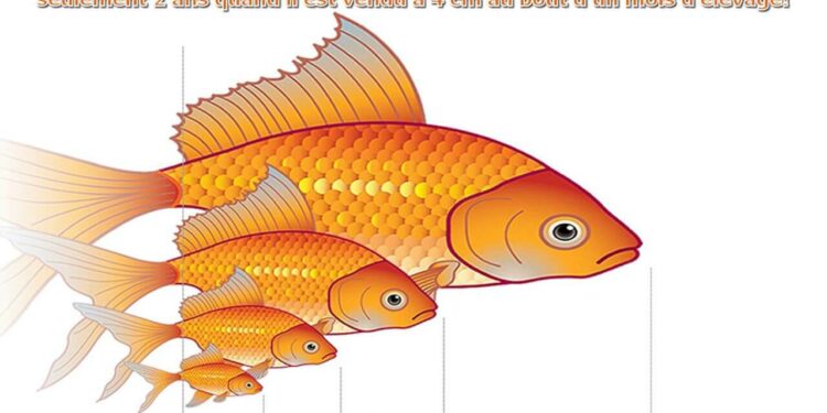 Est-ce que les poissons rouges aiment le courant ?