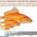 Est-ce que les poissons rouges aiment le courant ?