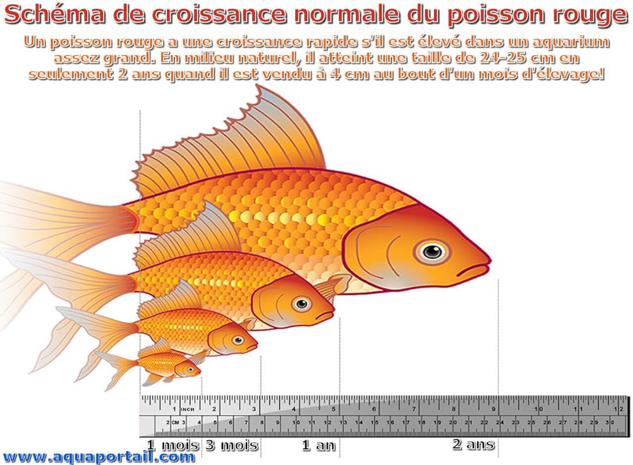 Со скольки лет можно рыбу. Золотая рыбка Размеры. Размер золотой рыбки в аквариуме. Какого размера вырастают золотые рыбки. Карповая Золотая рыбка.