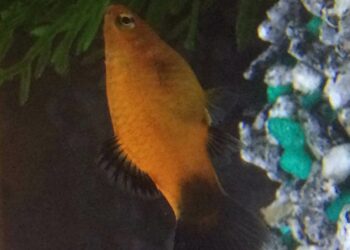 Est-ce que les poissons rouges mangent les alevins ?