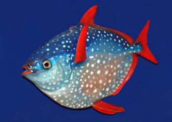 Est-ce que les poissons sentent le froid ?