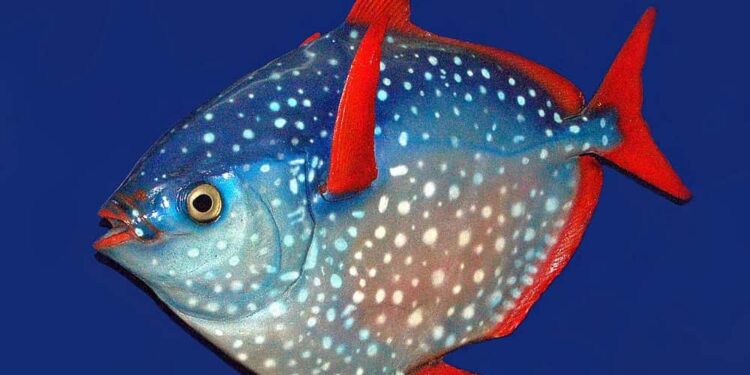 Est-ce que les poissons sentent le froid ?