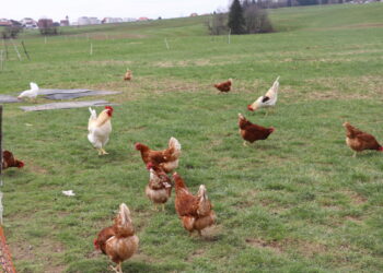 Est-ce que les poules de réforme pondent ?