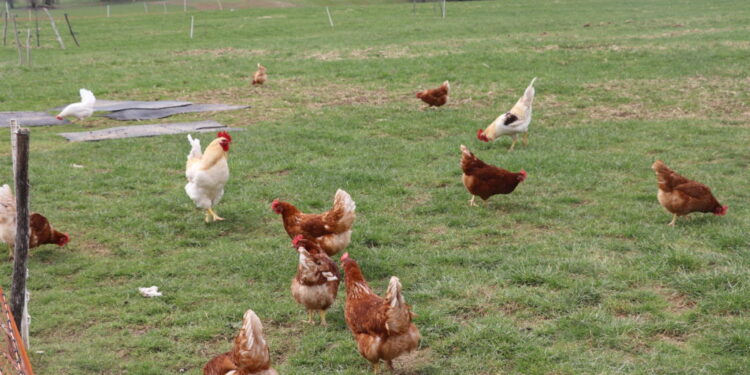 Est-ce que les poules de réforme pondent ?