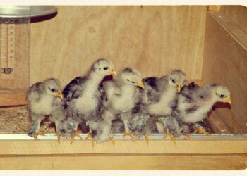 Est-ce que les poules doivent dormir dans le noir ?