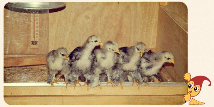 Est-ce que les poules doivent dormir dans le noir ?