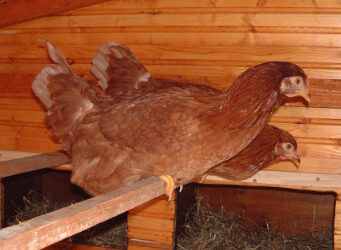 Est-ce que les poules doivent dormir dans le noir ?