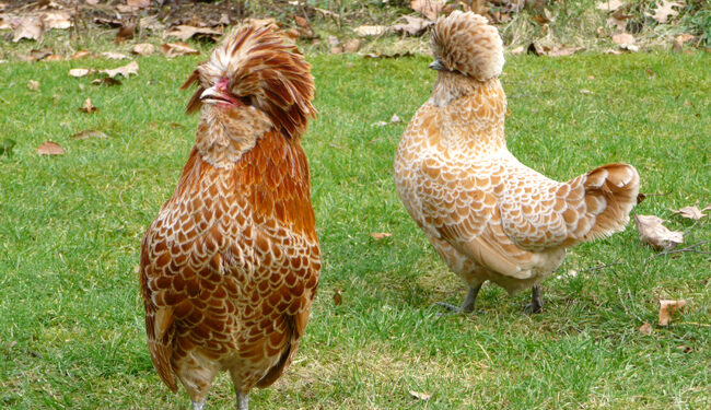 Est-ce que les poules d'ornement se mangent ?