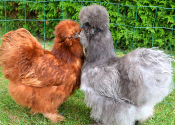 Est-ce que les poules d'ornement se mangent ?