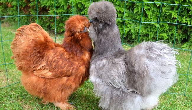 Est-ce que les poules d'ornement se mangent ?