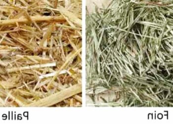 Est-ce que les poules mangent de la paille ?