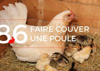 Est-ce que les poules mangent quand elles couvent ?