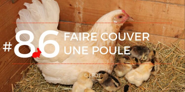 Est-ce que les poules mangent quand elles couvent ?