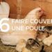 Est-ce que les poules mangent quand elles couvent ?