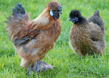 Est-ce que les poules mangent quand elles couvent ?