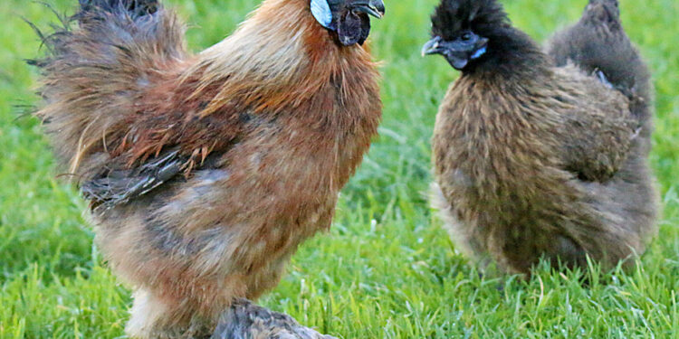 Est-ce que les poules mangent quand elles couvent ?