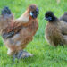 Est-ce que les poules mangent quand elles couvent ?