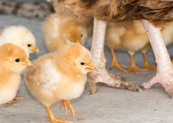 Est-ce que les poules mangent quand elles couvent ?