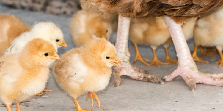 Est-ce que les poules mangent quand elles couvent ?