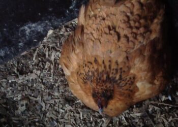 Est-ce que les poules mangent quand elles couvent ?