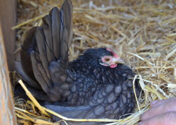 Est-ce que les poules naines volent ?