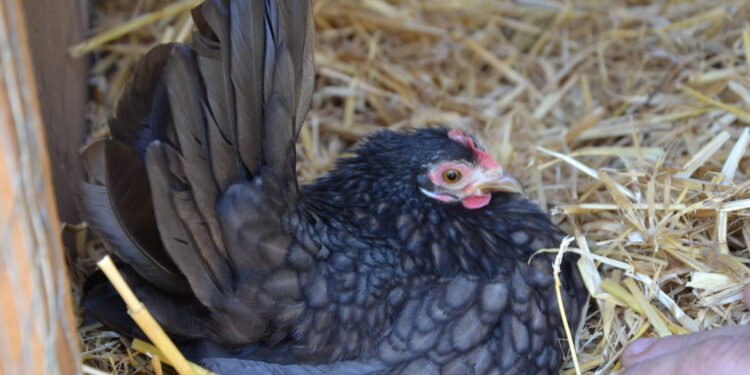 Est-ce que les poules naines volent ?