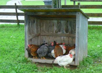 Est-ce que les poules peuvent avoir froid ?