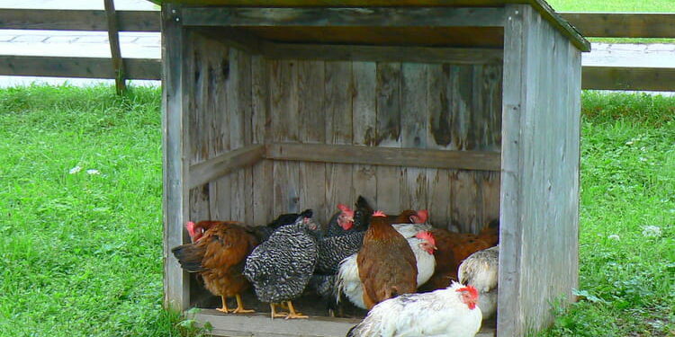 Est-ce que les poules peuvent avoir froid ?