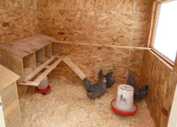 Est-ce que les poules peuvent avoir froid ?