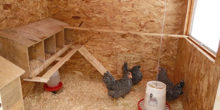 Est-ce que les poules peuvent avoir froid ?