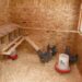 Est-ce que les poules peuvent avoir froid ?
