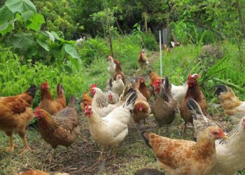 Est-ce que les poules peuvent dormir dehors ?