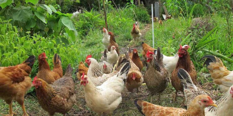 Est-ce que les poules peuvent dormir dehors ?