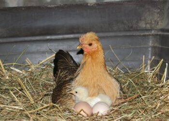 Est-ce que les poules peuvent faire des poussins sans coq ?