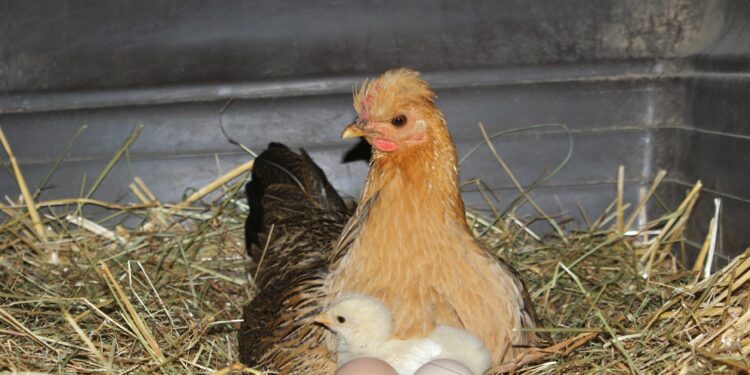 Est-ce que les poules peuvent faire des poussins sans coq ?